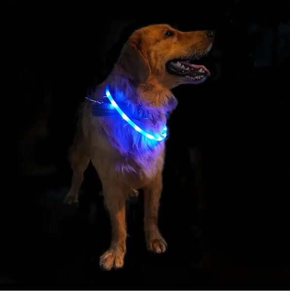 Suņu kakla siksnas ar LED, USB lādējamas - dažādi izmēri un krāsas 
